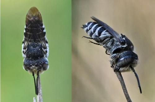 Coelioxys sp.